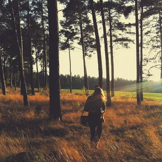 德国，angermünde，Schorfeide chorin生物圈保护区，十月，秋天，勃兰登堡，朋友，森林