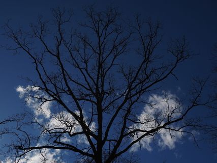 橡树、树木、美学、天空、树枝、植物、低角度视图、裸树 橡树、树木、美学、天空、树枝、植物、低角度视图、裸树