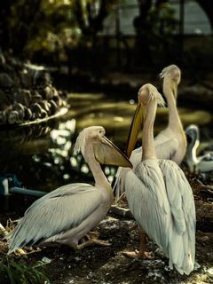 鸟类、动物、鹈鹕、自然、哥印拜陀、voc公园、印度、动物园