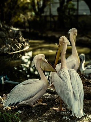 鸟类、动物、鹈鹕、自然、哥印拜陀、voc公园、印度、动物园