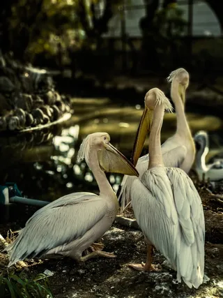 鸟类、动物、鹈鹕、自然、哥印拜陀、voc公园、印度、动物园