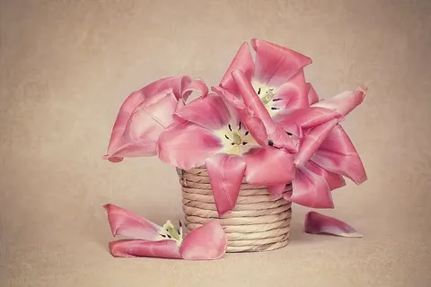 粉色,花瓣花朵,棕色,绳子,花朵,郁金香,花盆,花瓣 粉色,花瓣花朵,棕色,绳子,花朵,郁金香,花盆,花瓣