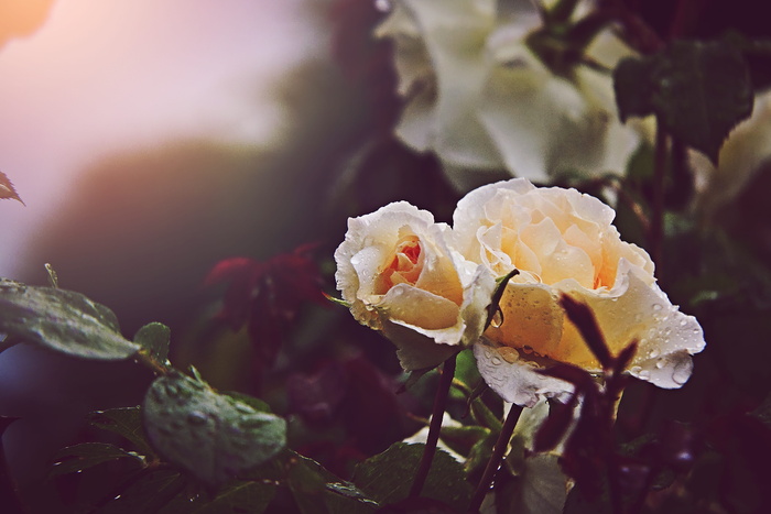 选择性, 聚焦摄影, 充分, 开花, 玫瑰, 选择性聚焦, 摄影, 玫瑰