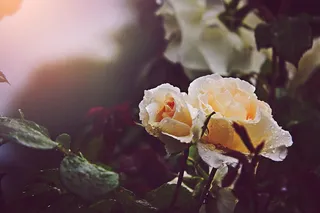 选择性, 聚焦摄影, 充分, 开花, 玫瑰, 选择性聚焦, 摄影, 玫瑰