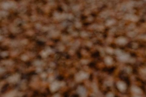 秋天在雾天向森林走去