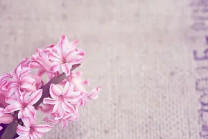 粉色和白色风信子花，花，花，粉色，春天的花，粉色的花，风信子，芳香的花