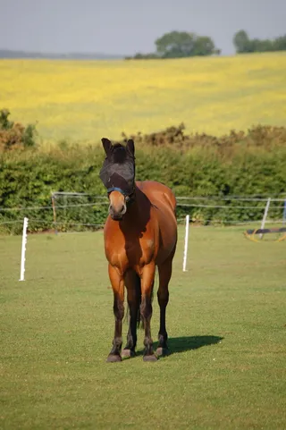 马, 飞, 面具, 动物, 牧场, 闭上眼睛, 哺乳动物, 家养