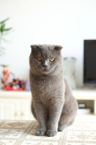 猫，英国短毛，英国短毛，蓝猫，猫，一种动物，哺乳动物，宠物