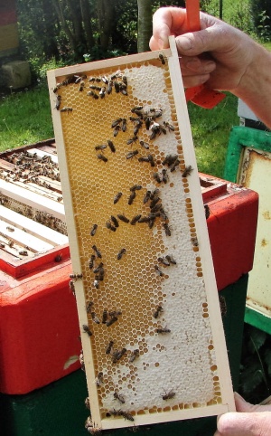 蜂巢，蜂蜜，处女，蜂巢，养蜂，蜜蜂，昆虫，人手