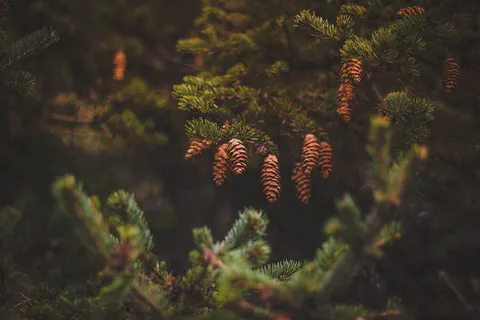 松树,球果,绿色,树,植物,模糊,自然,松科 松树,球果,绿色,树,植物,模糊,自然,松科