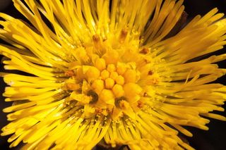 tussilago farfara, 花, 宏, 关闭, 开花, 黄色, tussilago