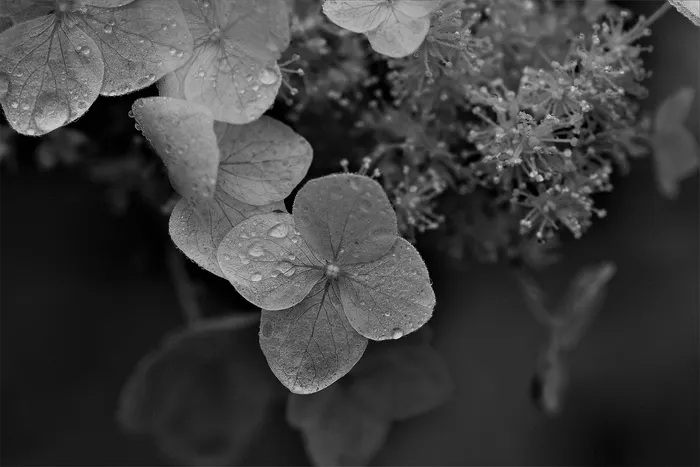 黑白，特写，植物，花朵，花朵，花朵，白色，黑色