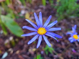 智能手机摄影，Fresh，Flower，智能手机，摄影，Fresh Flower，三星galaxy s8摄影，chhouknet