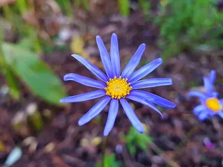 智能手机摄影，Fresh，Flower，智能手机，摄影，Fresh Flower，三星galaxy s8摄影，chhouknet