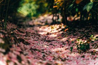 叶子，植物，树，地，枫叶，花瓣，花，花