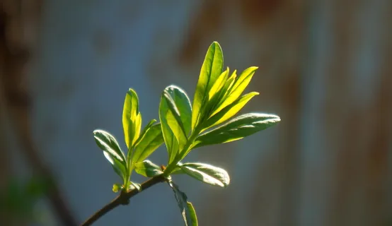 自然, 植物, 枝, 传单, 绿色, 春天, 年轻, 植物 自然, 植物, 枝, 传单, 绿色, 春天, 年轻, 植物