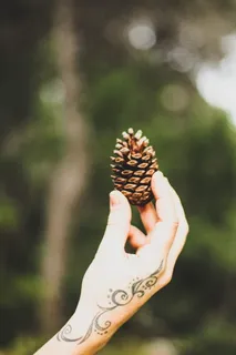 拿着棕色松果的人 拿着棕色松果的人