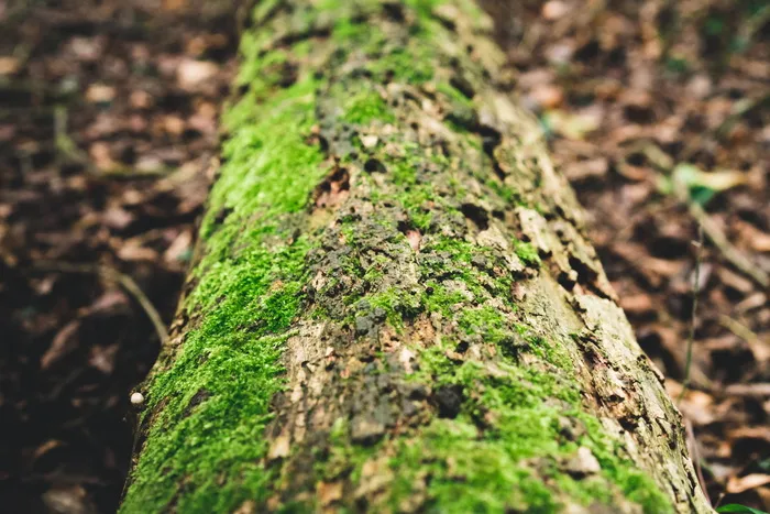 英国, 大邓莫, 苔藓, 伍兹, 森林, 木, 树干, 叶子