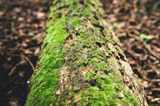 英国, 大邓莫, 苔藓, 伍兹, 森林, 木, 树干, 叶子