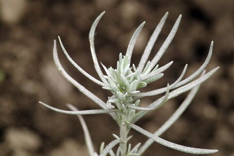 植物的尖端, 芽, 锋利, 花, 花园, Zilony, 茎, 花园