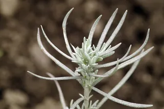 植物的尖端, 芽, 锋利, 花, 花园, Zilony, 茎, 花园
