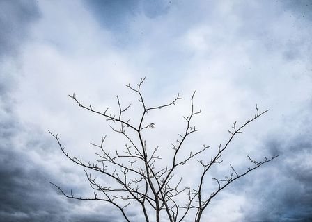 树，天空，植物，自然，剪影，云，户外，夜晚