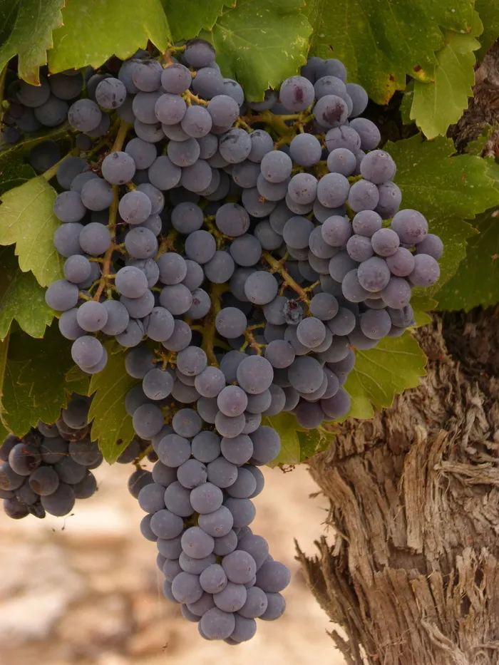葡萄，簇，葡萄，葡萄酒，priorat，品系，葡萄栽培，生长