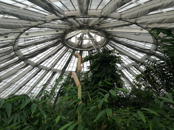 哥本哈根，植物学，园林，植物，生长，低角度视野，无人，建筑