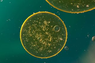 水包油、油眼、液体、抽象、纹理、宏观、油、封闭