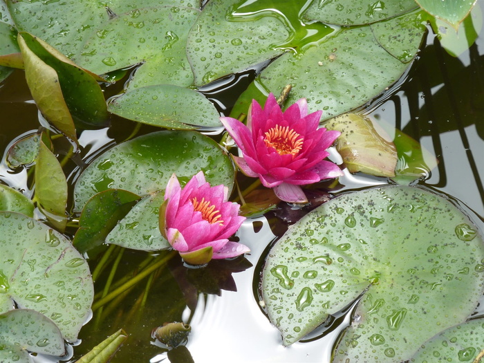 睡莲，湖，湖玫瑰，百合池，植物，花，睡莲，叶