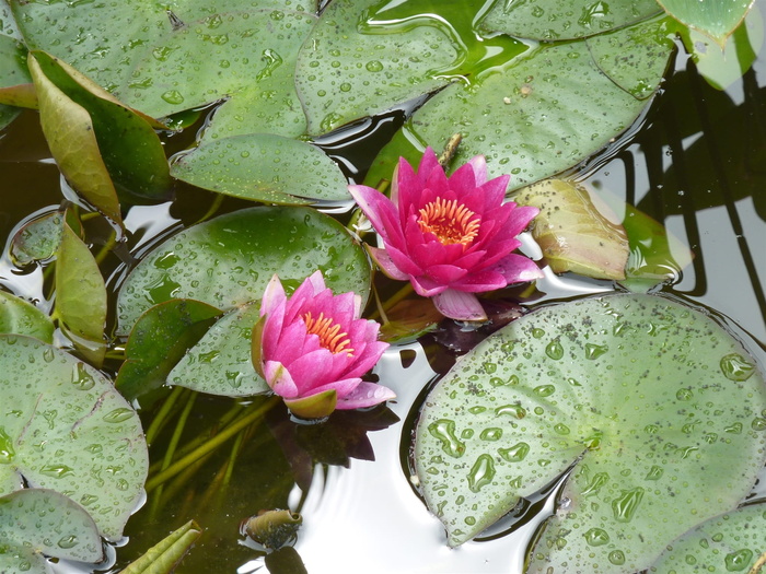 睡莲，湖，湖玫瑰，百合池，植物，花，睡莲，叶