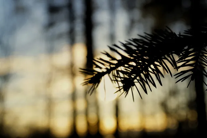 松叶特写摄影