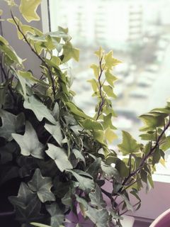 叶子, 树, 常春藤, 窗户, 叶子, 植物, 橡木, 藤蔓