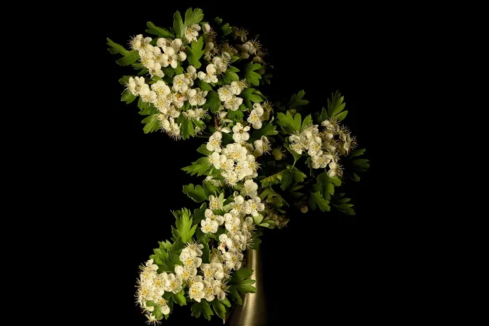 山楂，山楂属，花，白色，春天，灌木，带刺，药用植物