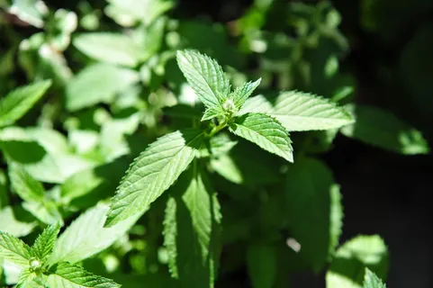 植物,薄荷,天然,叶,草药,草本植物,草药,茶草药 植物,薄荷,天然,叶,草药,草本植物,草药,茶草药