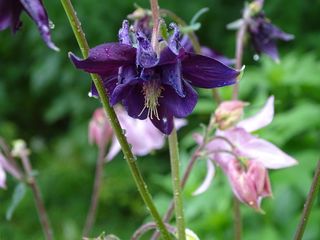 鸡血藤，鸡血藤花，鸡血藤，鸡血藤，花园，水芹，开花植物，花