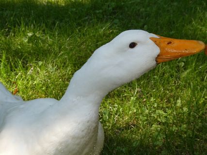到达, 鸭子, 轻推, 戳, 你好, 动物主题, 草, 动物
