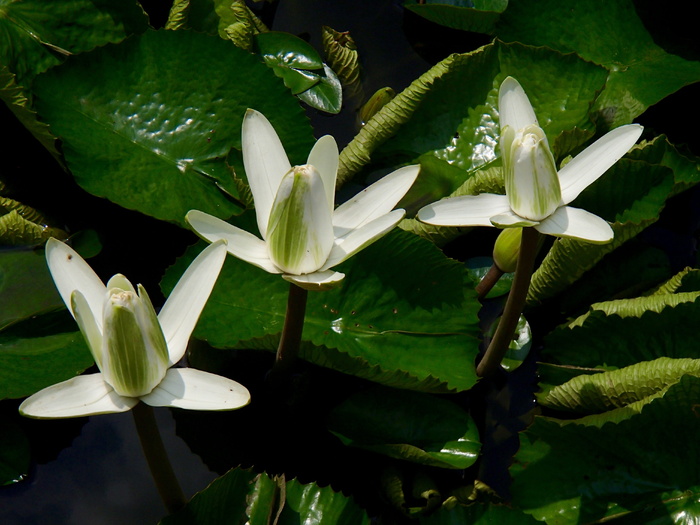 白色莉莉，白色，莉莉，百合，花朵，生长，植物，大自然之美