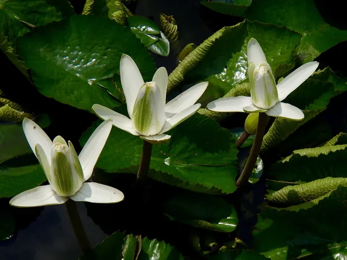 白色莉莉，白色，莉莉，百合，花朵，生长，植物，大自然之美