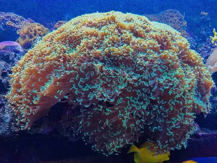 哥伦比亚、麦德林、阿卡里奥、水族馆、麦德林、佩克斯、佩兹、海葵