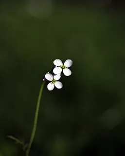 微型,镜头照片,两个,白色,花朵,野花,尖头花,花朵 微型,镜头照片,两个,白色,花朵,野花,尖头花,花朵