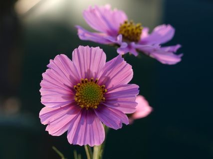 紫菀,花,开花,开花植物,新鲜度,花瓣,脆弱性,脆弱性 紫菀,花,开花,开花植物,新鲜度,花瓣,脆弱性,脆弱性