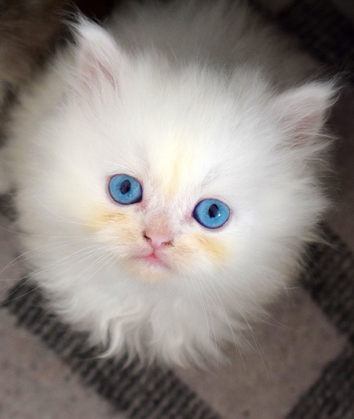 小猫，猫咪，猫咪，小，果酱，可爱，宠物，迷人