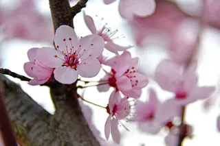 春天，春天的花，粉红色，粉红色的花，新鲜，木头，树枝，自然
