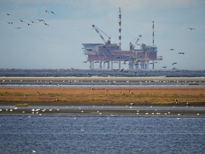 羊群，飞行，鸟，海，湖，北海，石油钻机，海鸥