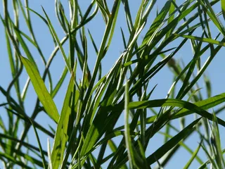 矢车菊, 茎, 真叶, 叶子, 柳叶刀形, 椭圆形, 传单间隙, 植物