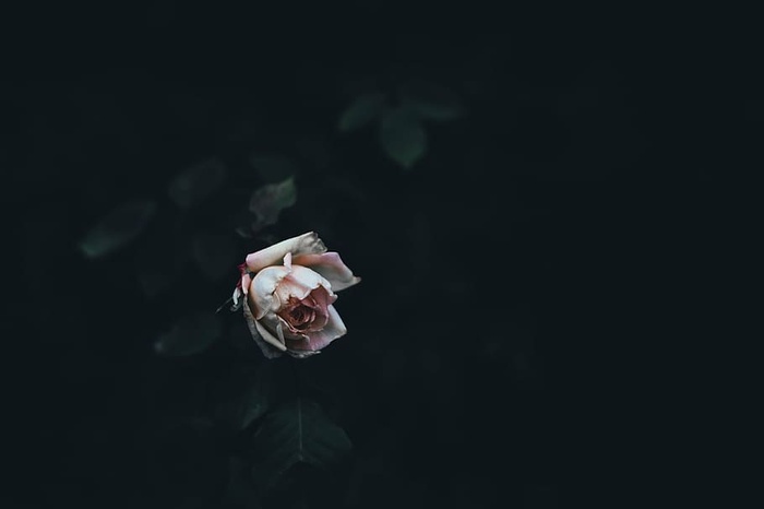 选择性，聚焦摄影，粉色，玫瑰色，花朵，深色，绿色，叶子