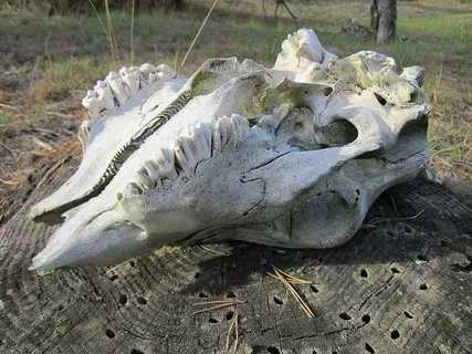 头骨,骨头,动物,牙齿,死亡,骷髅,恐怖,符号 头骨,骨头,动物,牙齿,死亡,骷髅,恐怖,符号