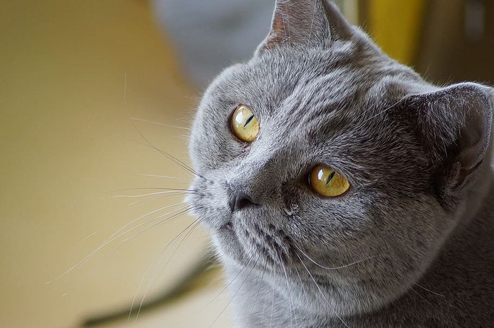 猫，猫眼，看猫，看，宠物，动物主题，动物，一只动物