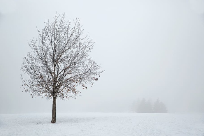 光秃秃的，树上的，有盖的，雪上的，冬天的，棕色的，白天的，时间的